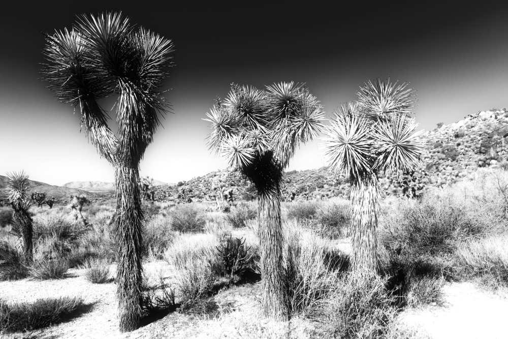 The Three sisters...three Joshua Trees in line Joshua Tree National Park
