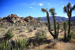 JoshuaTreeBestHigh52.JPG