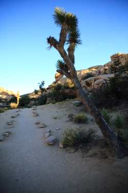 JoshuaTreeBestHigh63.JPG