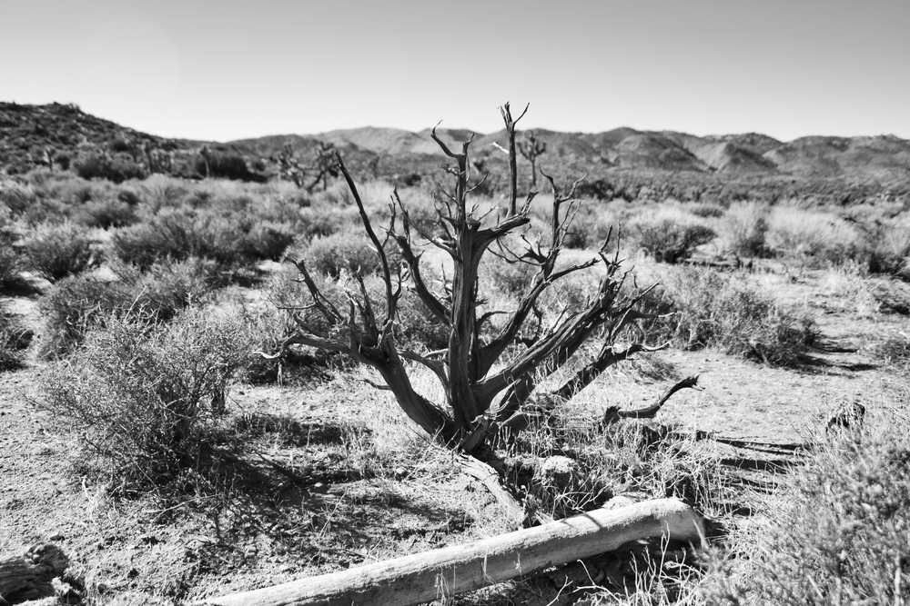 Joshua Tree National Park Creosote tree Joshua Tree National Park tree