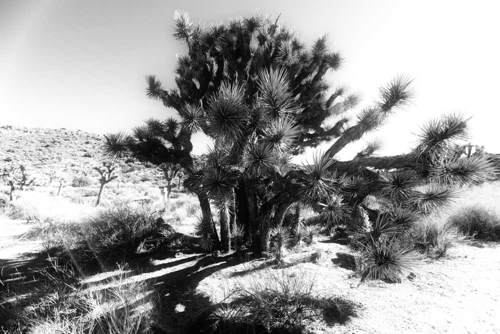 In the park Black and White