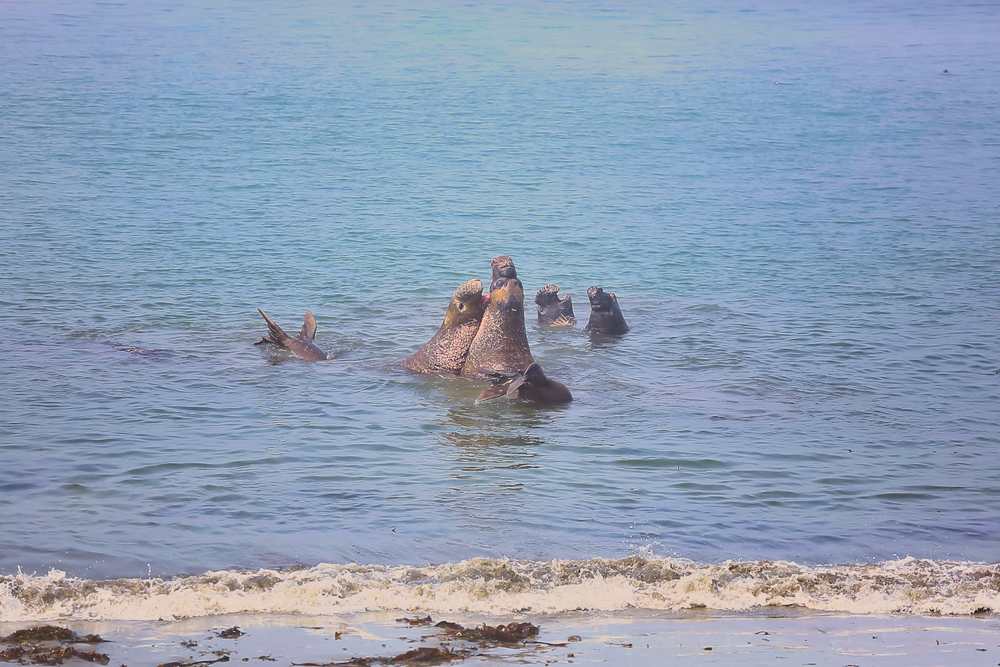 ElephantSeals201810.jpeg