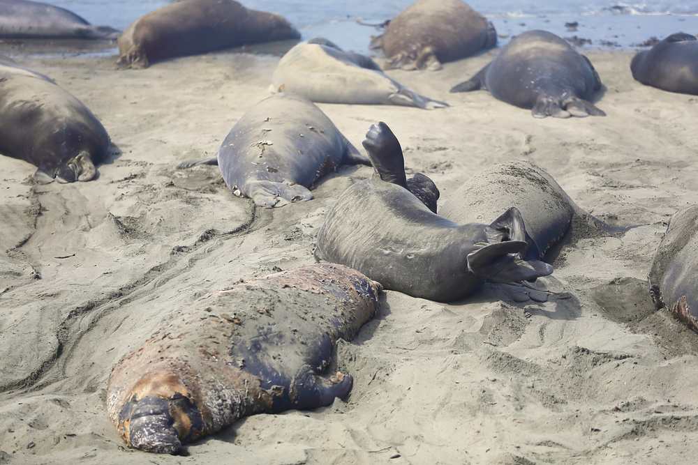 ElephantSeals201830.jpeg