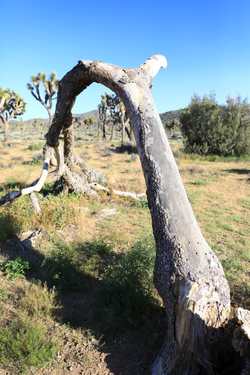 JoshuaTreeBestHigh34.JPG