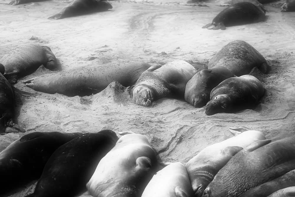 ElephantSeals201826.jpeg