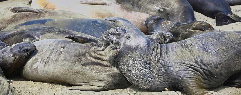 ElephantSeals201816Crop.jpeg