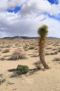 Mesquite Sand Dunes, Death Valley, California Death Valley April 2014 024.jpg