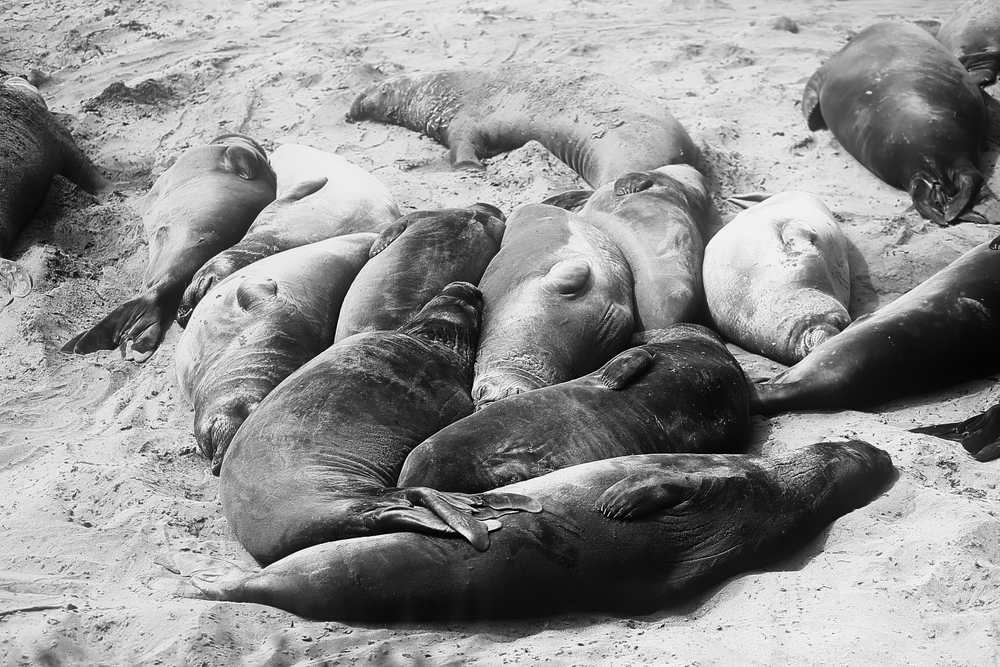 ElephantSeals201824.jpeg