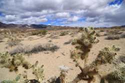Mesquite Sand Dunes, Death Valley, California Death Valley April 2014 022.jpg