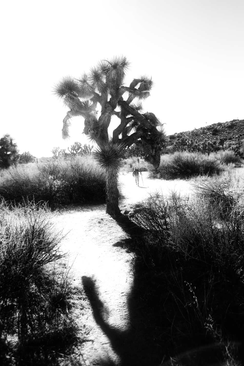 Joshua Tree National Park Tree Joshua Tree National Park in the light