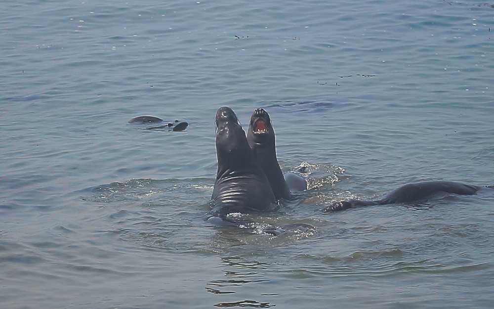 ElephantSeals201812.jpeg
