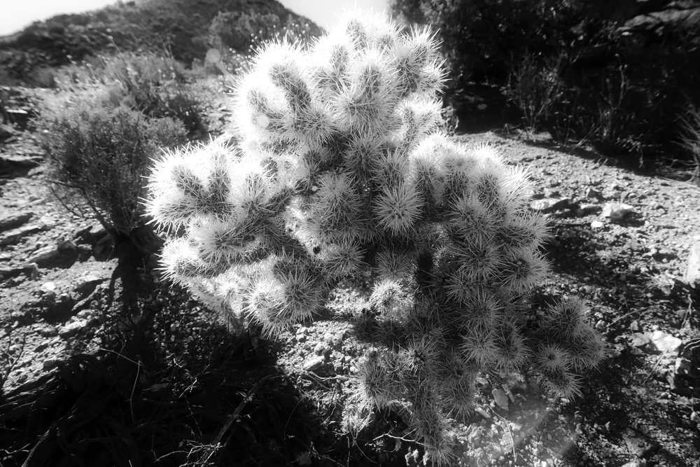 Cactus alley Joshua Tree National Park cacti
