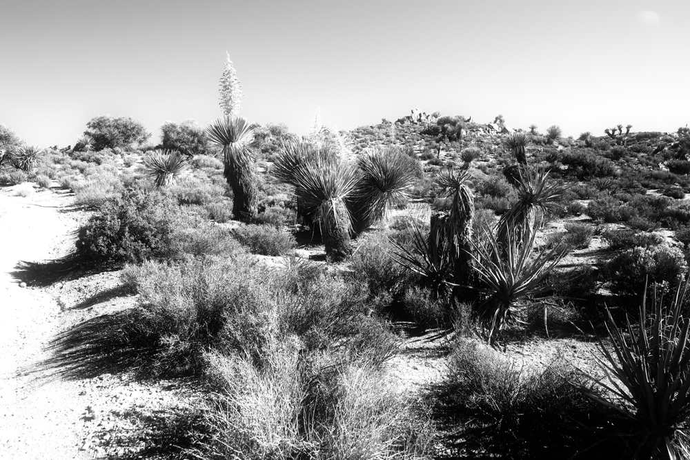 JoshuaTreeHikeDec2018_IMG_0649BW.jpeg