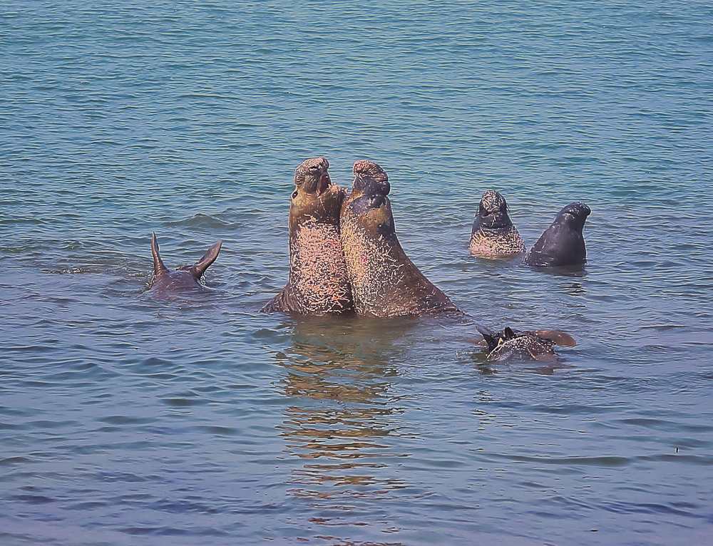 ElephantSeals201811.jpeg