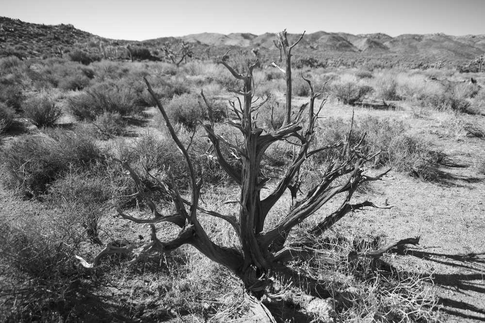 A neat tree Joshua Tree National Park Creosote