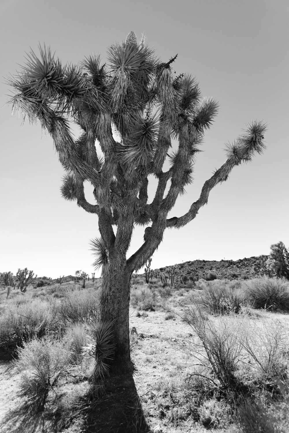 Joshua Tree National Park Tree Joshua Tree National Park TRee