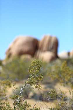 JoshuaTreeBestHigh72.JPG