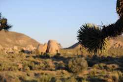 JoshuaTreeBestHigh87.JPG