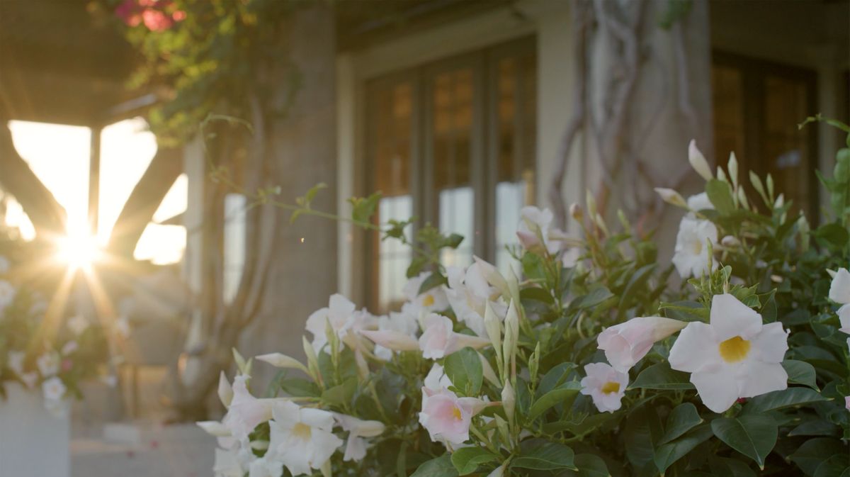 BacklitFlowers_Windsor_1.jpg