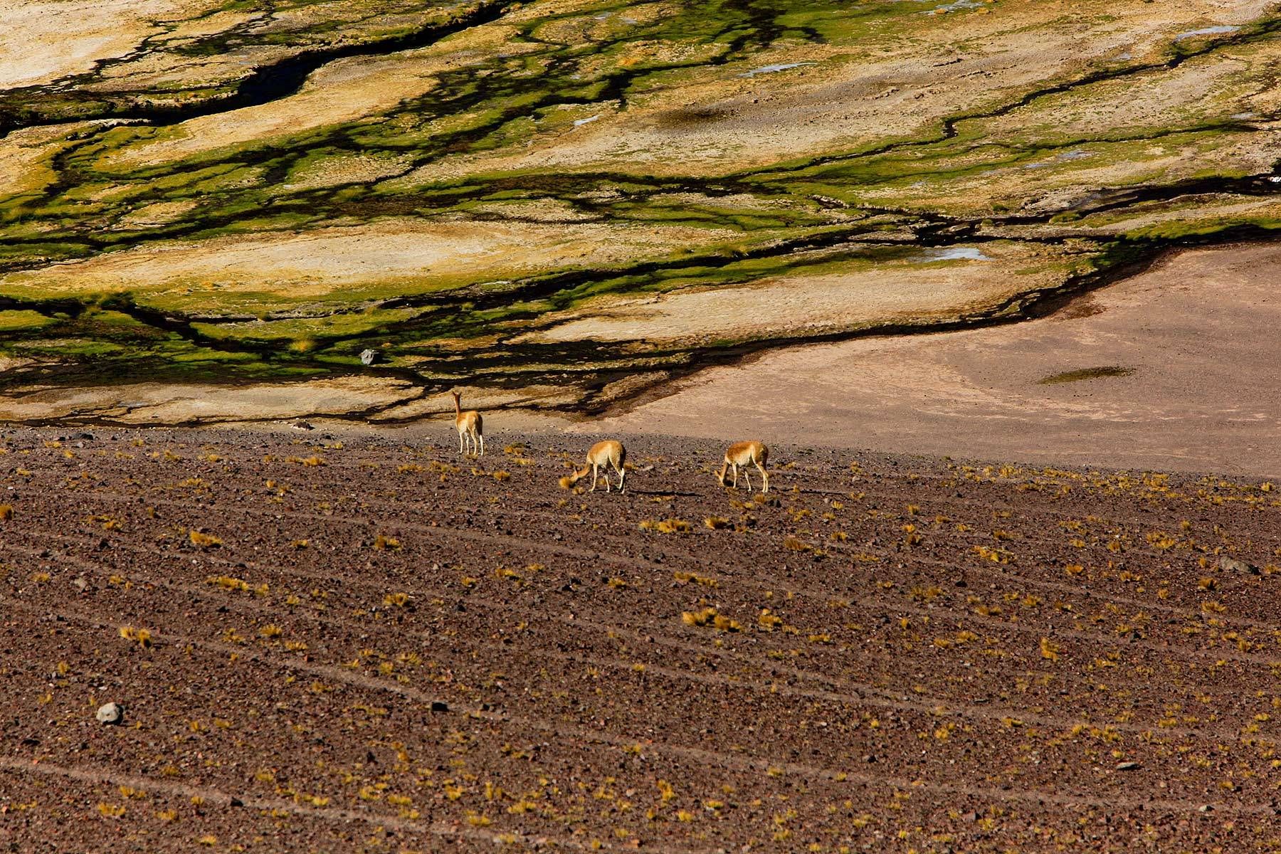 Llamas and Mineral DepositsPaseo de San FranciscoChile/Argentina Border