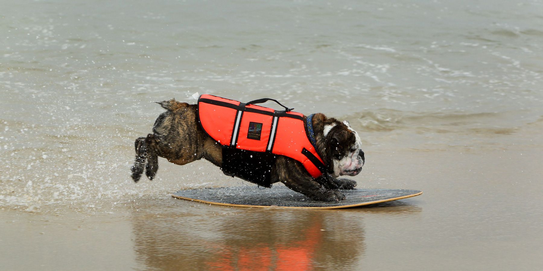 Surf Dog Competition, Huntington Beach, CA