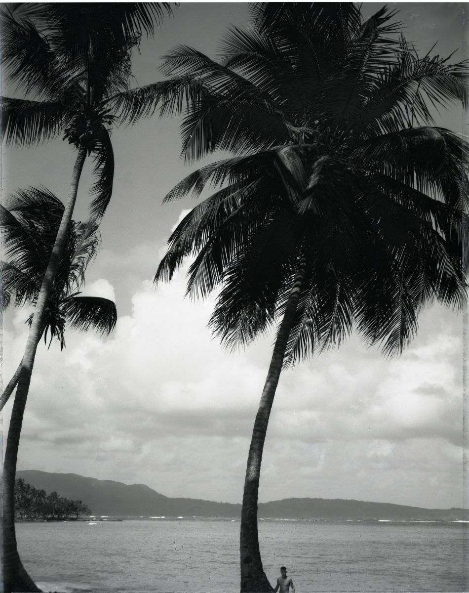 11-palm1.jpg