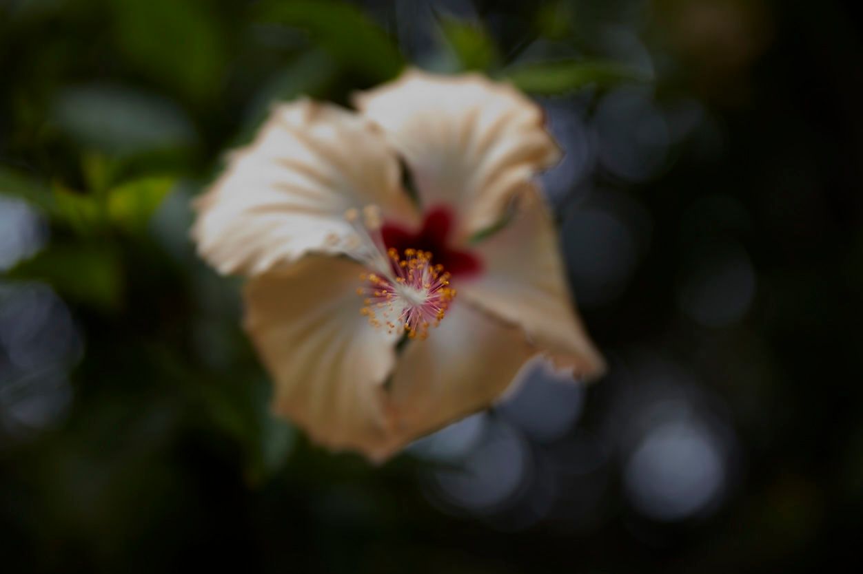 1_mg_3230moorea.jpg