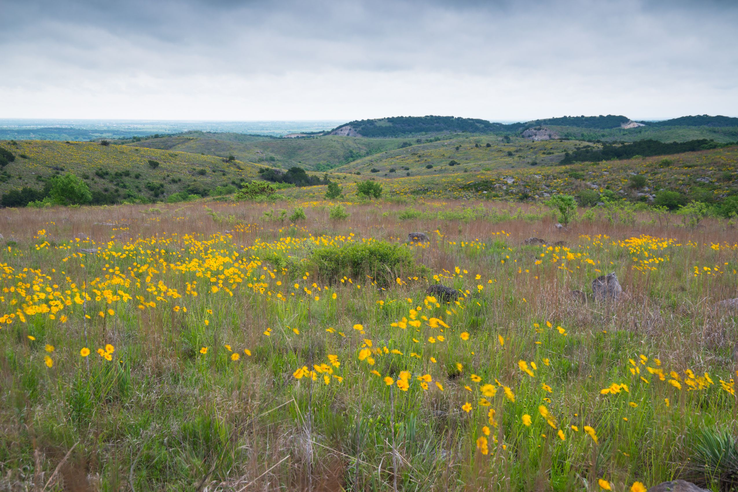 Summer Wildflowers Chickasaw Country