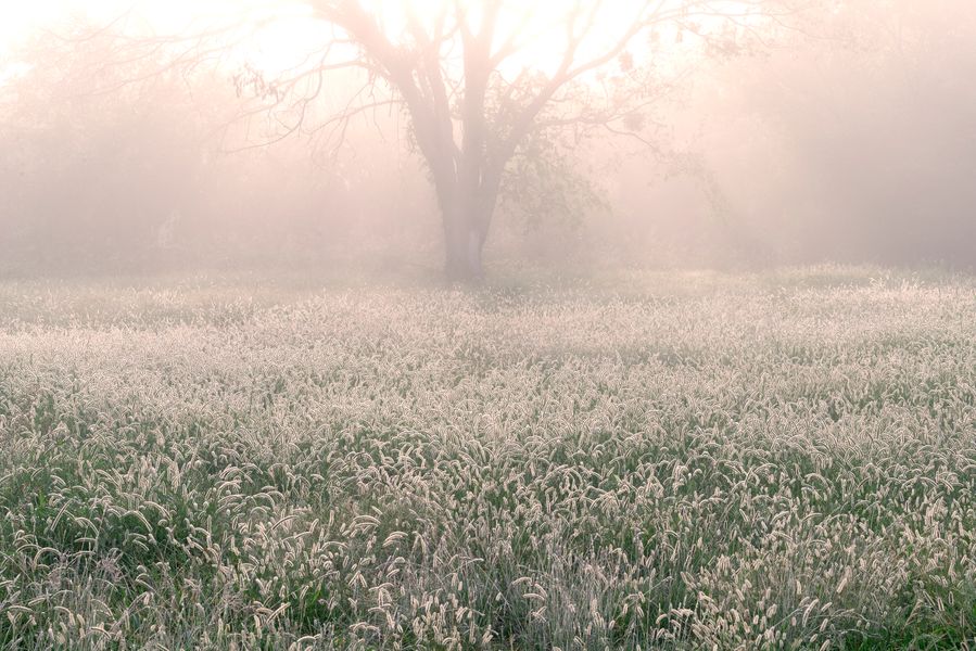 Foggy Oklahoma Morning