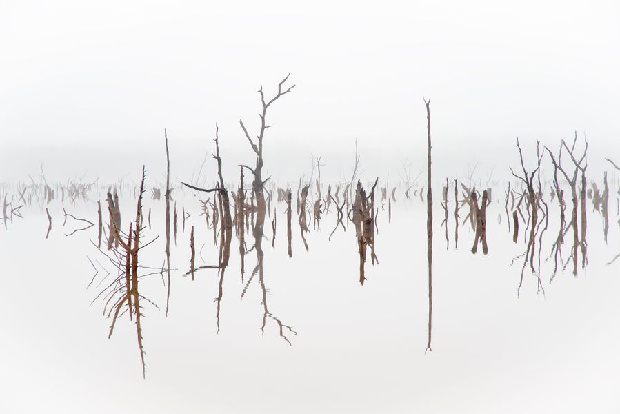 Skeleton Trees