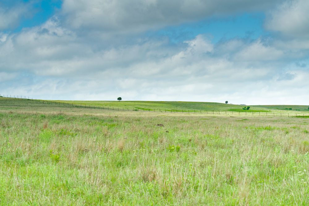 Grasslands 