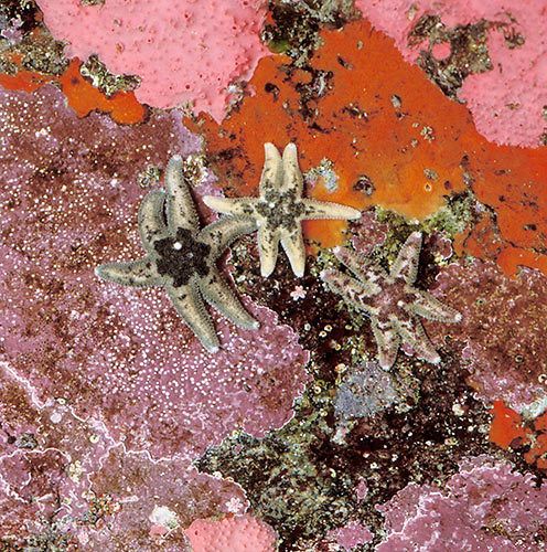200620"H x 19 3/4"Wsix-armed starfish, Leptasterias hexactis, sponge and crustose coralline algaePt. Reyes National Seashore, California #356