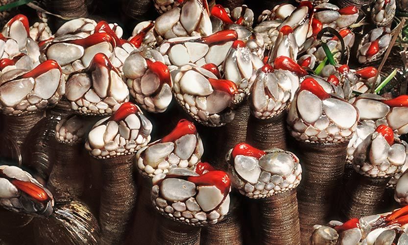 200612"H x 20"Wgoose neck barnacles, Pollicipes polymerus,in low light habitatPt. Reyes National Seashore, California #129