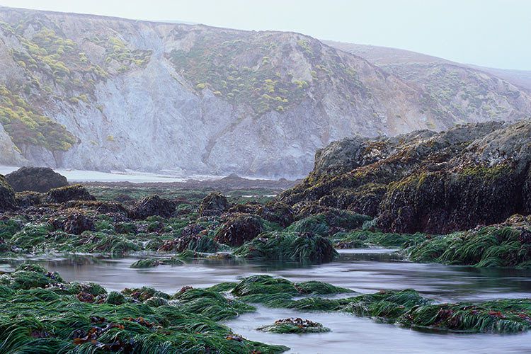200613.5"H x 20"Wrough topography of rocky shore at low tide. marine flora and fauna include the surfgrass - Phyllospadix scouleri.Pt. Reyes National Seashore, California #121