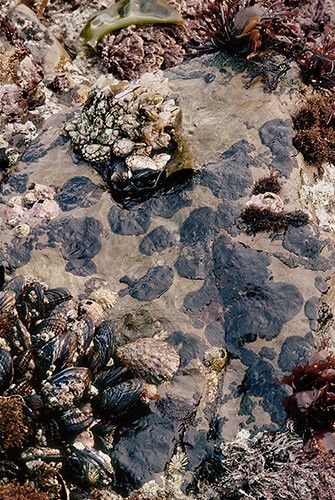 200620"H x 13.25"Wupper intertidal zone at low tide: goose neck barnacles,chitons, mussels, black algal crusts, et alFitzgerald Marine Reserve, California #126