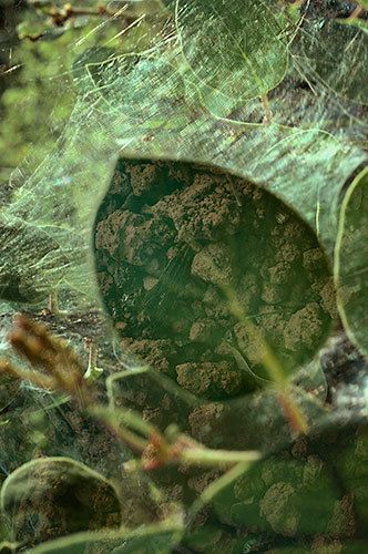 LUMINOUS REVELATIONS