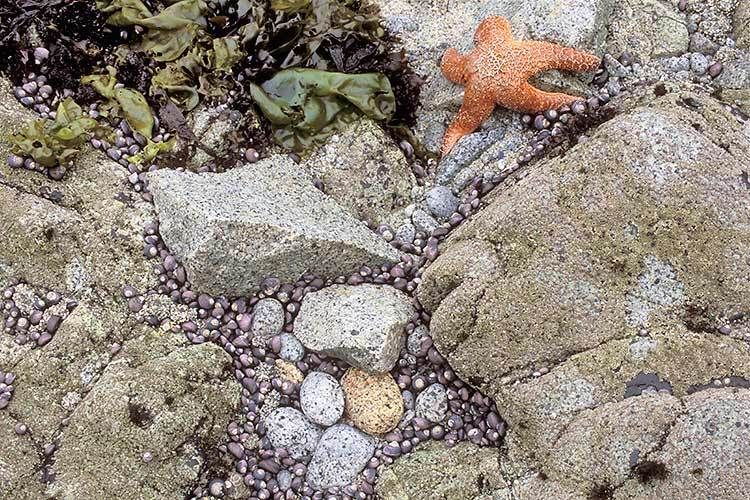 200613 1/2"H x 20"WConspicuous species include snails and the starfish, PIsaster ochraceus. Snails gathering together in damp refuges at low tide lose water more slowly than individuals sitting alone. They disperse to graze during high tide.Pt. Reyes National Seashore, California #356