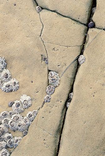 200620"H x 13.25"Wupper intertidal zone: barnacles glued to their rock surfaces, limpets, periwinkle, et alFitzgerald Marine Reserve, California #319