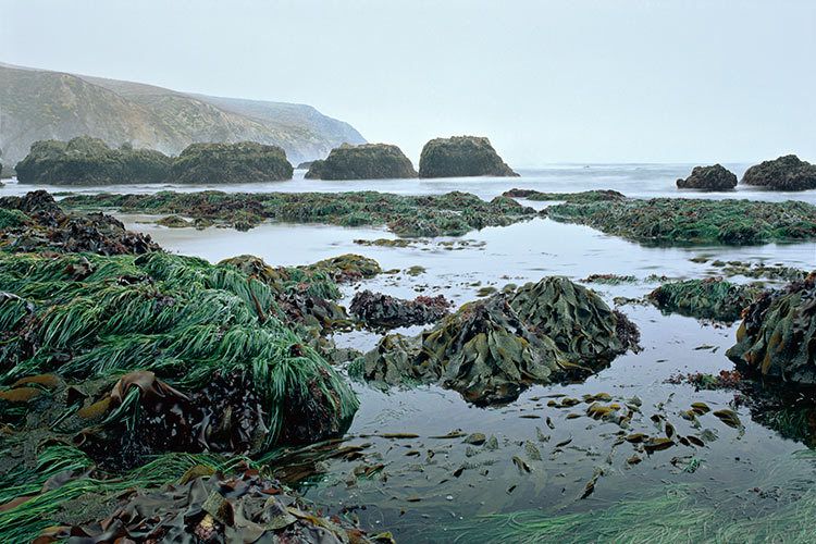 200613 1/2"H x 20"Wlow tidePt. Reyes National Seashore, California #121