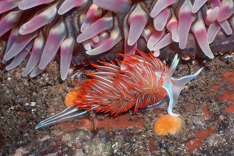 200213 1/2"H x 20"Wtidepool with the nudibranch, Phidiana crassicornis; tentacles of sea anemone in background. Tatoosh Island, Washington #119