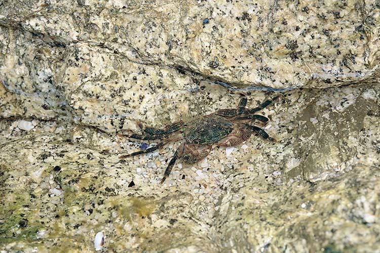 200613 12/"H x 20"Wintertidal crabs can avoid being swept away by waves if they find refuge in rock crevices such as this.Pt. Reyes National Seashore, California #366