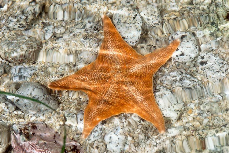200213 1/2"H x 20"Wtidepool: bat star - Asterina miniataPt. Reyes National Seashore, California #115