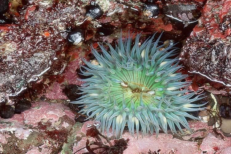 200613 1/2"H x 20"Wsea anemone in tidepool, chiton, snails, et alFitzgerald Marine Reserve, California #118