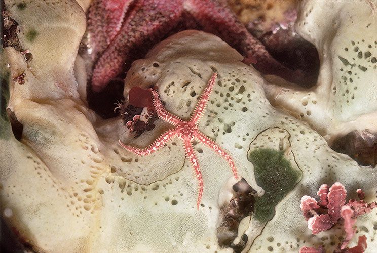200213 1/2"H x 20"Wbrittle starfish, Ophiopholus aculeata, sponge, et altidepoolTatoosh Island, Washington #123