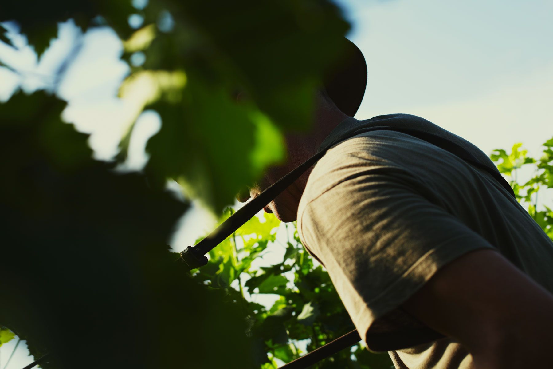 1plowman_france_wine4.jpg