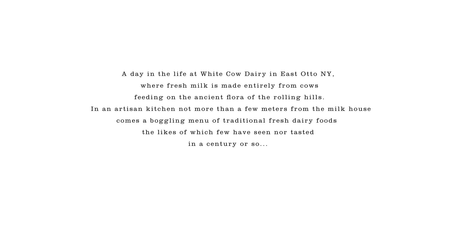 1textwhitecow.jpg