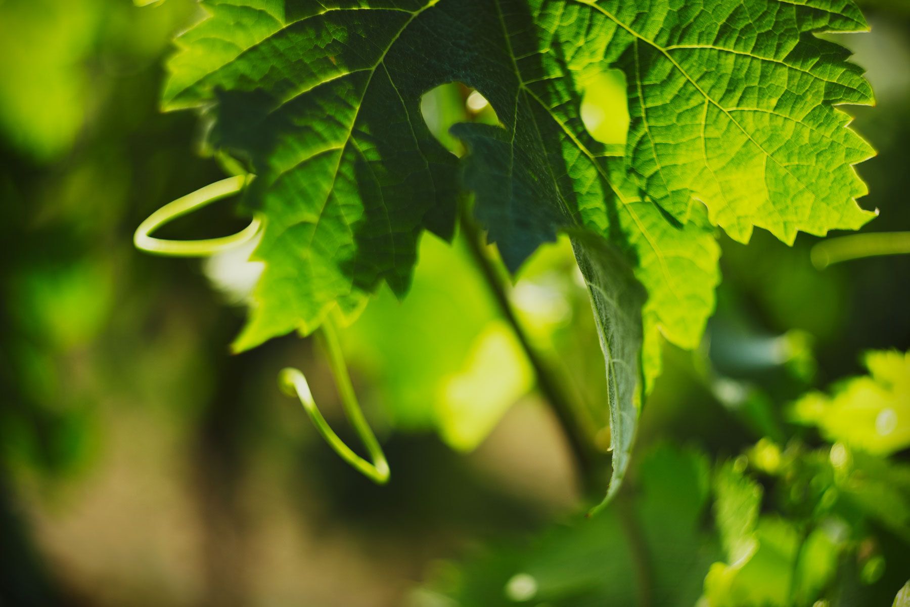 1plowman_france_wine2.jpg