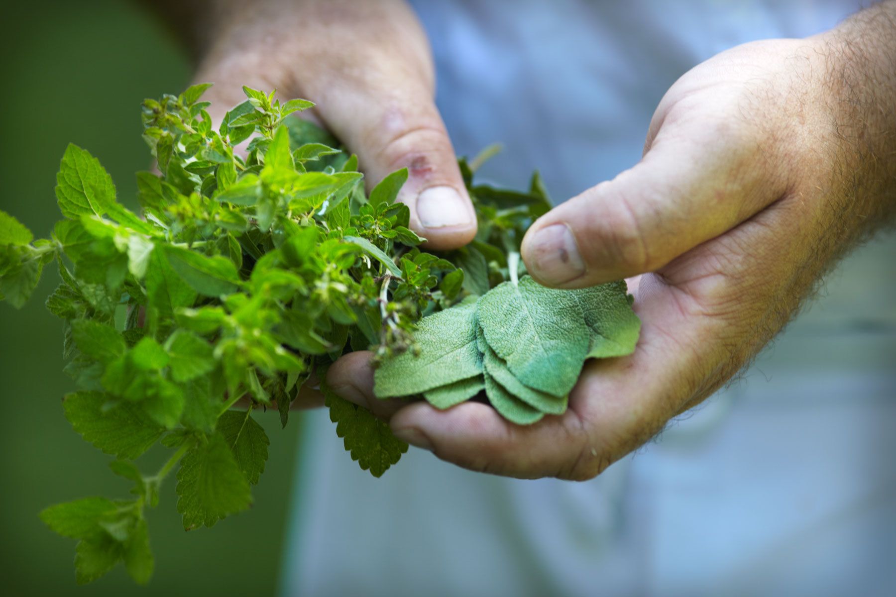 1france_hands_herbs_chef.jpg