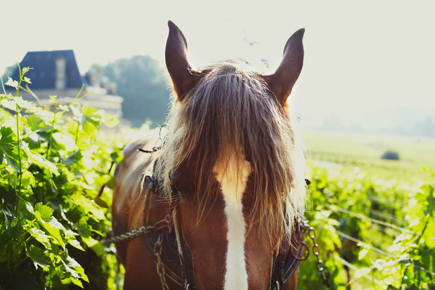 1plowman_france_wine3.jpg