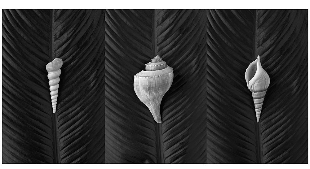Shells on Leaf.jpg